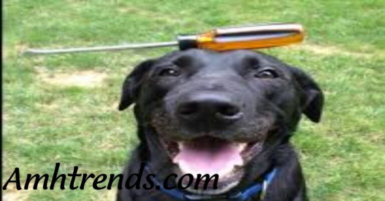 Dog Screwdriver Video | Dog Screwdriver Videos |  Dog Stabbed By Screwdriver